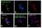 HLA class I histocompatibility antigen, A-1 alpha chain antibody, MA1-80454, Invitrogen Antibodies, Immunofluorescence image 