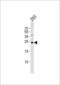 GADD45G Interacting Protein 1 antibody, 61-043, ProSci, Western Blot image 