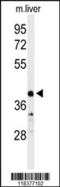 Carbonic Anhydrase 5B antibody, MBS9206433, MyBioSource, Western Blot image 