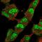 Lysine Demethylase 4B antibody, HPA062872, Atlas Antibodies, Immunofluorescence image 