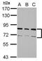 Heterogeneous Nuclear Ribonucleoprotein R antibody, PA5-28473, Invitrogen Antibodies, Western Blot image 