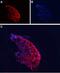 Calcium Voltage-Gated Channel Auxiliary Subunit Alpha2delta 4 antibody, PA5-77343, Invitrogen Antibodies, Immunohistochemistry frozen image 