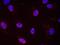 CREB Binding Protein antibody, NB100-381, Novus Biologicals, Proximity Ligation Assay image 