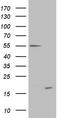 Chromosome 4 Open Reading Frame 36 antibody, LS-C791538, Lifespan Biosciences, Western Blot image 