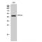 SOX antibody, LS-C385501, Lifespan Biosciences, Western Blot image 