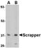 F-Box And Leucine Rich Repeat Protein 20 antibody, orb74932, Biorbyt, Western Blot image 