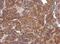 Rho GTPase Activating Protein 36 antibody, NBP2-15453, Novus Biologicals, Immunohistochemistry paraffin image 