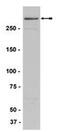 TRX1 antibody, 34041, QED Bioscience, Western Blot image 