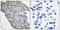 Synaptotagmin 1 antibody, LS-C117542, Lifespan Biosciences, Immunohistochemistry frozen image 