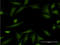 Histatin 3 antibody, LS-C197471, Lifespan Biosciences, Immunofluorescence image 