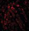 Acyl-CoA Thioesterase 13 antibody, orb94291, Biorbyt, Immunocytochemistry image 
