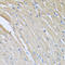 CRFBP antibody, A06764, Boster Biological Technology, Immunohistochemistry frozen image 