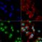 Adenosine A1 Receptor antibody, LS-C773555, Lifespan Biosciences, Immunocytochemistry image 