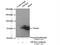 Eukaryotic Translation Initiation Factor 4 Gamma 3 antibody, 11281-1-AP, Proteintech Group, Immunoprecipitation image 