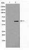 Serine Incorporator 1 antibody, TA347569, Origene, Western Blot image 