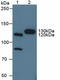 Contactin 4 antibody, LS-C293521, Lifespan Biosciences, Western Blot image 