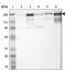 Laminin Subunit Gamma 1 antibody, NBP1-87718, Novus Biologicals, Western Blot image 