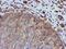 Cytochrome B5 Reductase 3 antibody, MA5-25143, Invitrogen Antibodies, Immunohistochemistry frozen image 