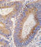 Growth Differentiation Factor 11 antibody, A02355, Boster Biological Technology, Immunohistochemistry paraffin image 