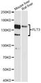 Fms Related Tyrosine Kinase 3 antibody, LS-C747563, Lifespan Biosciences, Western Blot image 