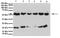 Cytochrome P450 Family 11 Subfamily A Member 1 antibody, NBP1-54758, Novus Biologicals, Western Blot image 