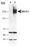 ATP Binding Cassette Subfamily A Member 1 antibody, NB400-105H, Novus Biologicals, Western Blot image 