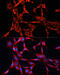 Mechanistic Target Of Rapamycin Kinase antibody, 18-651, ProSci, Immunofluorescence image 