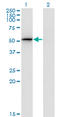 Proteasome 26S Subunit, Non-ATPase 4 antibody, LS-C198022, Lifespan Biosciences, Western Blot image 