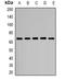 C-Type Lectin Domain Family 4 Member M antibody, orb382629, Biorbyt, Western Blot image 