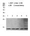 Histone Cluster 4 H4 antibody, STJ98696, St John