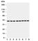 Ataxin 3 antibody, R30944, NSJ Bioreagents, Western Blot image 