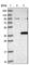 Zinc Finger Protein 177 antibody, HPA003141, Atlas Antibodies, Western Blot image 