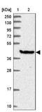 GTPase, IMAP Family Member 1 antibody, NBP1-91940, Novus Biologicals, Western Blot image 