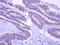 EPS8 Like 2 antibody, PA5-29447, Invitrogen Antibodies, Immunohistochemistry frozen image 