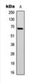 Paxillin antibody, orb393145, Biorbyt, Western Blot image 