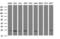 Ras Like Without CAAX 2 antibody, M07833-1, Boster Biological Technology, Western Blot image 