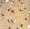 Contactin Associated Protein Like 2 antibody, LS-C168900, Lifespan Biosciences, Immunohistochemistry frozen image 
