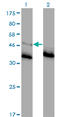 Glycine Receptor Alpha 1 antibody, LS-C197310, Lifespan Biosciences, Western Blot image 