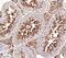 Gapds antibody, AF6276, R&D Systems, Immunohistochemistry frozen image 