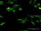 Gem Nuclear Organelle Associated Protein 7 antibody, H00079760-M09, Novus Biologicals, Immunocytochemistry image 