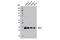 Sprouty RTK Signaling Antagonist 1 antibody, 13013S, Cell Signaling Technology, Western Blot image 