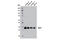 SPY1 antibody, 13013S, Cell Signaling Technology, Western Blot image 