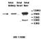 Aldehyde dehydrogenase family 1 member L2 antibody, MBS416456, MyBioSource, Western Blot image 