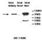 Aldehyde Dehydrogenase 1 Family Member L2 antibody, MBS416456, MyBioSource, Western Blot image 