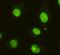 Cell Cycle And Apoptosis Regulator 2 antibody, GTX49199, GeneTex, Immunofluorescence image 