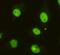 Cell Cycle And Apoptosis Regulator 2 antibody, GTX49199, GeneTex, Immunofluorescence image 