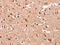 Potassium Voltage-Gated Channel Subfamily J Member 6 antibody, CSB-PA564451, Cusabio, Immunohistochemistry frozen image 