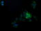 Tripartite Motif Containing 38 antibody, M10133-1, Boster Biological Technology, Immunofluorescence image 