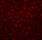 Coronin 1A antibody, orb22942, Biorbyt, Immunofluorescence image 