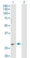 Polycomb Group Ring Finger 1 antibody, H00084759-D01P, Novus Biologicals, Western Blot image 